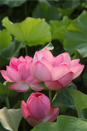 simsearch:622-07108949,k - Lotus flowers Foto de stock - Sin royalties Premium, Código: 622-07108663