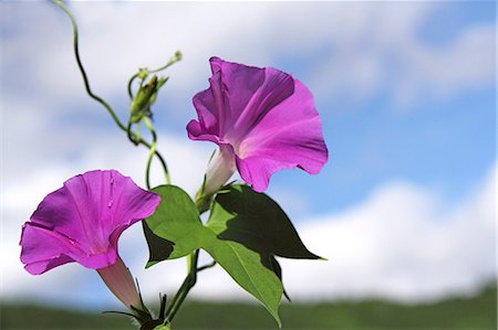 Morning glory and sky Stock Photo - Premium Royalty-Free, Code: 622-07108674