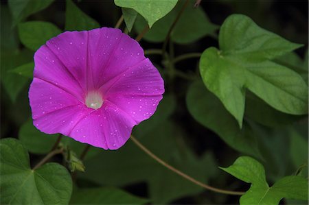 purple flower closeup - Morning glory Stock Photo - Premium Royalty-Free, Code: 622-07108678