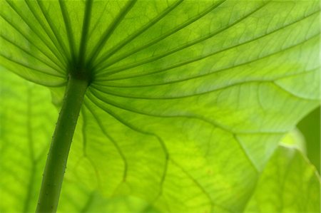 Lotus leaf Photographie de stock - Premium Libres de Droits, Code: 622-07108679