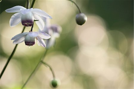 simsearch:622-07108695,k - Anemonopsis macrophylla Photographie de stock - Premium Libres de Droits, Code: 622-07108673