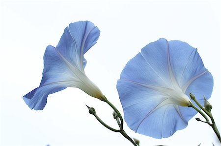 flower silo - Morning glory Stock Photo - Premium Royalty-Free, Code: 622-07108688