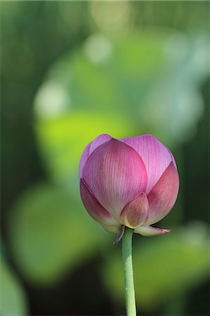 simsearch:622-07108695,k - Lotus flower Photographie de stock - Premium Libres de Droits, Code: 622-07108689