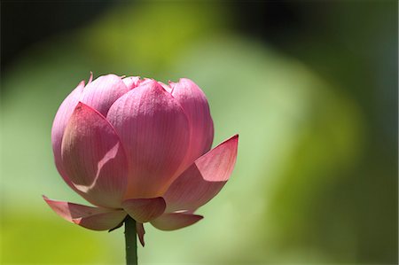 Lotus flower Stock Photo - Premium Royalty-Free, Code: 622-07108690