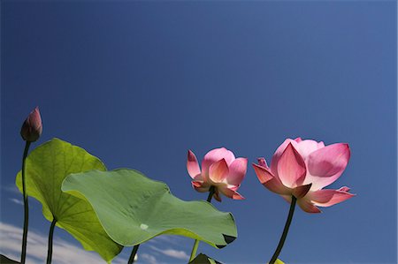 Lotus flowers and sky Foto de stock - Sin royalties Premium, Código: 622-07108692