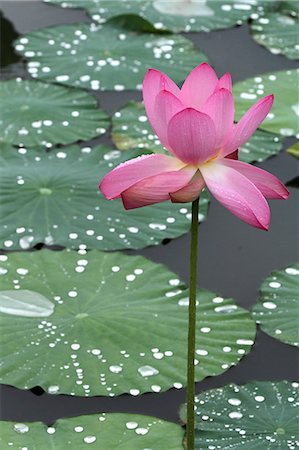 simsearch:622-06439723,k - Lotus flower Photographie de stock - Premium Libres de Droits, Code: 622-07108707