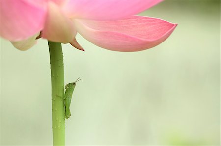 fleur de lotus - Insect on lotus flower Photographie de stock - Premium Libres de Droits, Code: 622-07108710