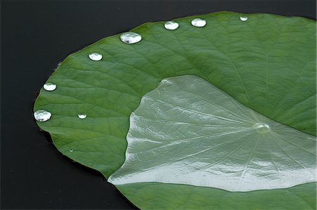 simsearch:622-07108721,k - Lotus leaf Stock Photo - Premium Royalty-Free, Code: 622-07108712