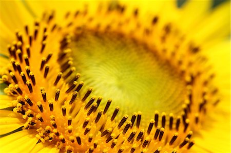 stamen - Sunflower close-up Stock Photo - Premium Royalty-Free, Code: 622-07108724