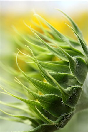 espinoso - Sunflower Foto de stock - Sin royalties Premium, Código: 622-07108727