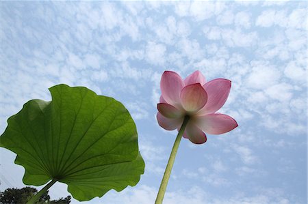 simsearch:622-06439559,k - Lotus flower and sky Photographie de stock - Premium Libres de Droits, Code: 622-07108720