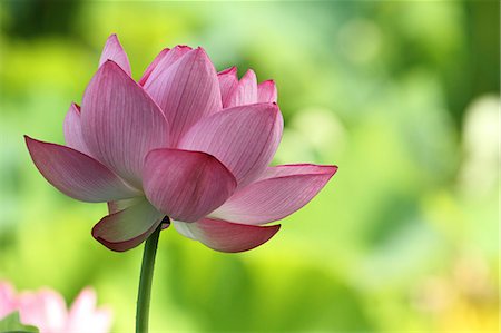 simsearch:622-07108718,k - Lotus flower Photographie de stock - Premium Libres de Droits, Code: 622-07108723