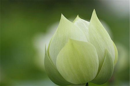 Lotus Stock Photo - Premium Royalty-Free, Code: 622-07108730