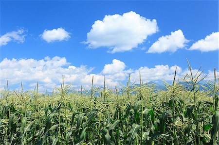 summer vegetable - Corn field and sky with clouds, Hokkaido Stock Photo - Premium Royalty-Free, Code: 622-07108744