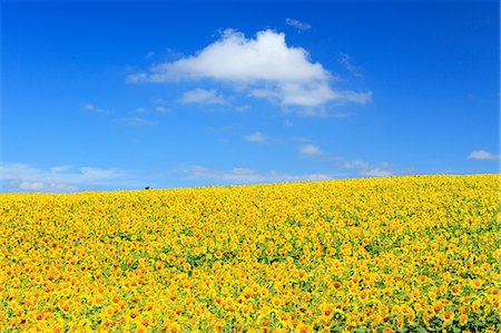 sciame - Sunflower field and sky, Hokkaido Fotografie stock - Premium Royalty-Free, Codice: 622-07108748