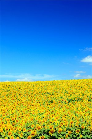 recua - Sunflower field and sky, Hokkaido Foto de stock - Sin royalties Premium, Código: 622-07108749