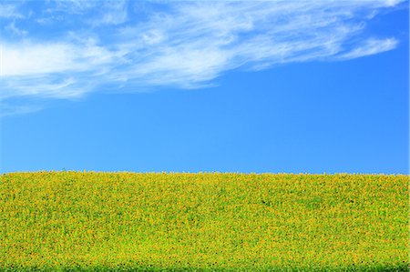 fine - Sunflower field, Hokkaido Stock Photo - Premium Royalty-Free, Code: 622-07108740