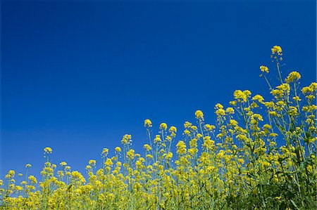 Rapeseed field, Nagano Prefecture Stock Photo - Premium Royalty-Free, Code: 622-07108769