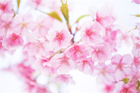 simsearch:622-07108872,k - Cherry blossoms Stock Photo - Premium Royalty-Free, Code: 622-07108760