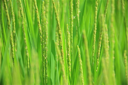 rice ear - Rice ears Photographie de stock - Premium Libres de Droits, Code: 622-07108779