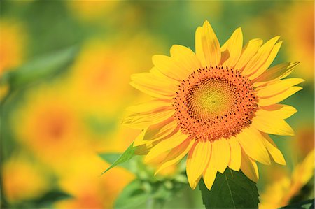 Sunflower Foto de stock - Sin royalties Premium, Código: 622-07108771