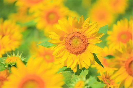 simsearch:622-06487782,k - Sunflower field Stockbilder - Premium RF Lizenzfrei, Bildnummer: 622-07108772