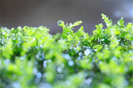 Water drops and moss Foto de stock - Sin royalties Premium, Código: 622-07108804