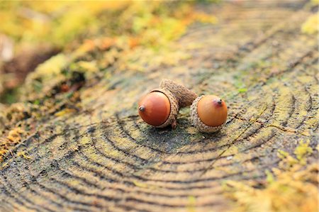 plant macro - Acorns on tree stump Photographie de stock - Premium Libres de Droits, Code: 622-07108814