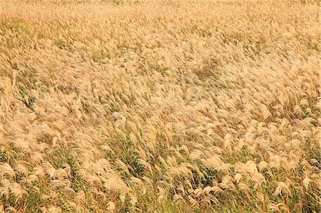 pampas grass - Japanese silver grass Foto de stock - Sin royalties Premium, Código: 622-07108810