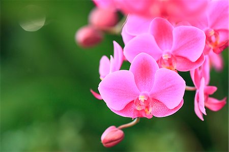 flower macro - Pink orchid Stock Photo - Premium Royalty-Free, Code: 622-07108827