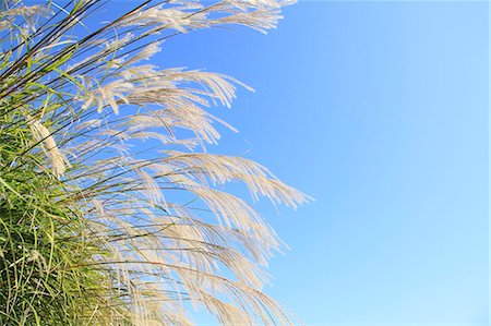 Japanese silver grass and sky Stock Photo - Premium Royalty-Free, Code: 622-07108820