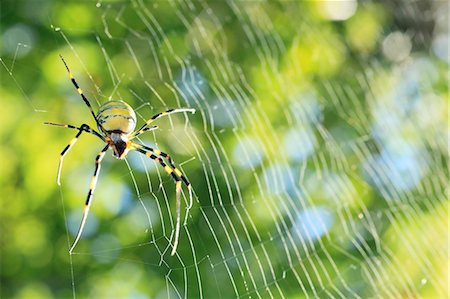 Spider and web Photographie de stock - Premium Libres de Droits, Code: 622-07108822