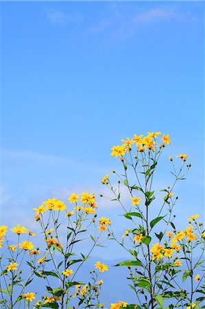 simsearch:622-07108833,k - Jerusalem artichoke flowers and sky Stock Photo - Premium Royalty-Free, Code: 622-07108834