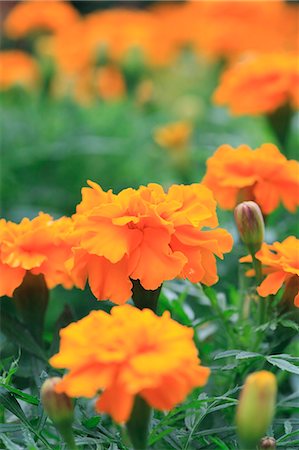 field of orange flowers - Marigold flowers Foto de stock - Sin royalties Premium, Código: 622-07108838