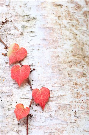 Red leaves on birch tree Foto de stock - Sin royalties Premium, Código: 622-07108848