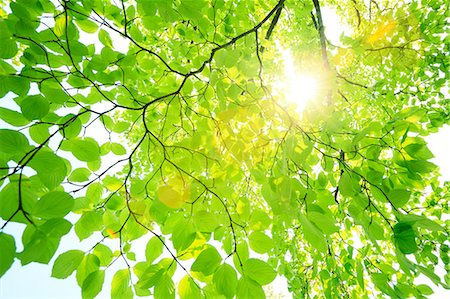 Sun filtering through green leaves Foto de stock - Sin royalties Premium, Código: 622-07108854