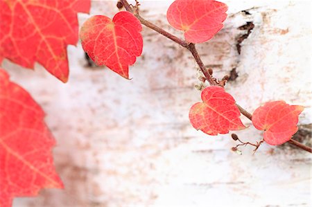 Red leaves on birch tree Photographie de stock - Premium Libres de Droits, Code: 622-07108850