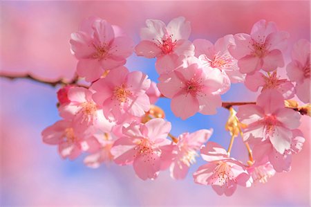 Cherry blossoms Foto de stock - Sin royalties Premium, Código: 622-07108869