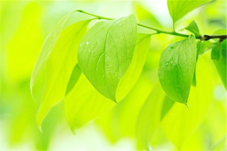 soft closeup - Green leaves Stock Photo - Premium Royalty-Free, Code: 622-07108862