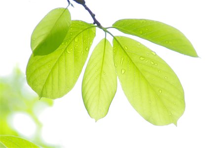 Green leaves Foto de stock - Sin royalties Premium, Código: 622-07108863