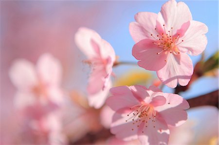 Cherry blossoms Photographie de stock - Premium Libres de Droits, Code: 622-07108870