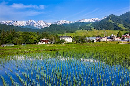 Hakuba mountain range and rice field, Nagano Prefecture Foto de stock - Sin royalties Premium, Código: 622-07108886