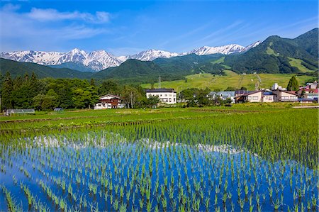 Hakuba mountain range and rice field, Nagano Prefecture Foto de stock - Royalty Free Premium, Número: 622-07108886