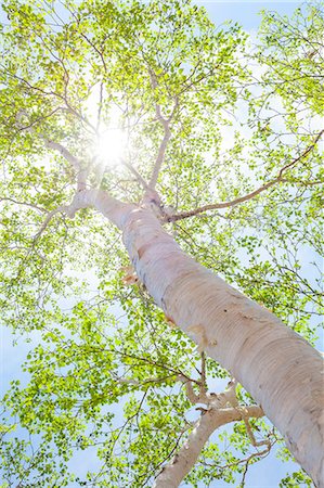 Sun filtering through green birch leaves Stock Photo - Premium Royalty-Free, Code: 622-07108889