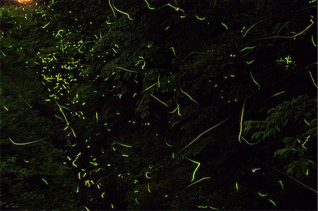 Fireflies at night, Gunma Prefecture Photographie de stock - Premium Libres de Droits, Code: 622-07108892