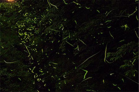 emission - Fireflies at night, Gunma Prefecture Stock Photo - Premium Royalty-Free, Code: 622-07108892