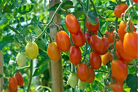 Mini tomatoes Stock Photo - Premium Royalty-Free, Code: 622-07108914