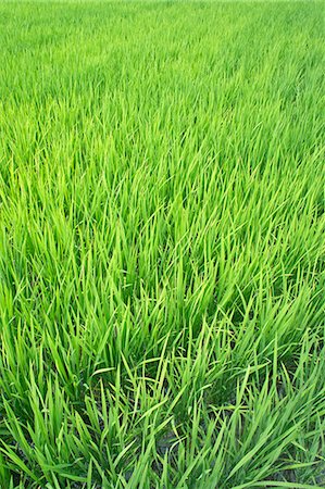 Rice paddy Foto de stock - Royalty Free Premium, Número: 622-07108913