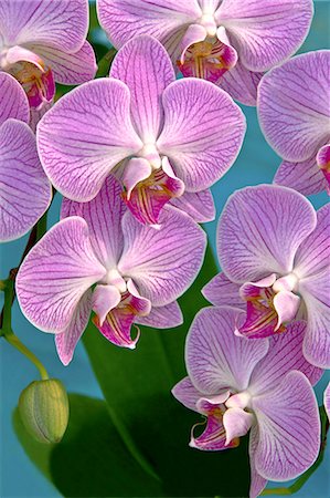 simsearch:622-07108924,k - Pink orchid Photographie de stock - Premium Libres de Droits, Code: 622-07108924