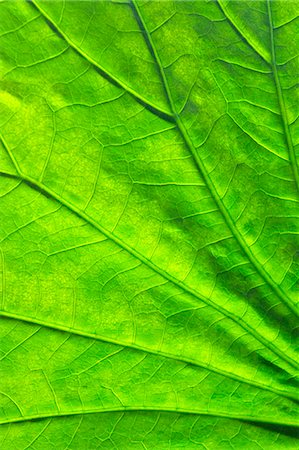 saturated color - Green leaf Stock Photo - Premium Royalty-Free, Code: 622-07108950